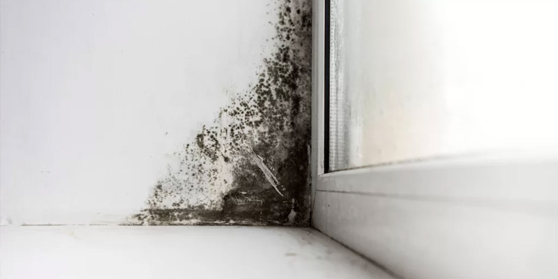 How to prevent Mold and Mildew in your Home | Singapore Carpet Cleaning